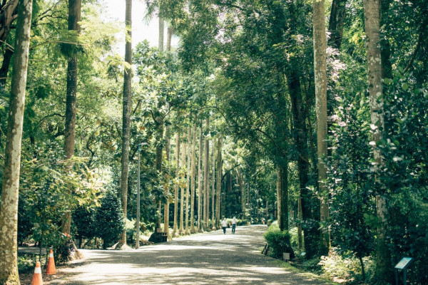 嘉義樹木園：從帝國熱帶林業經營到島嶼原生植物保種